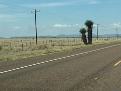 Yucca faxoniana
