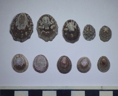 Lottia paradigitalis