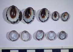 Lottia paradigitalis