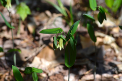 Uvularia perfoliata