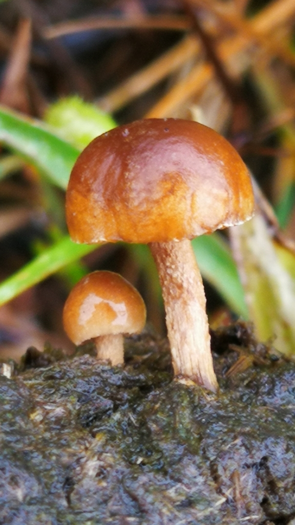 Deconica coprophila · November 2023 · photo: © facu-lamela (iNaturalist, cc-by)