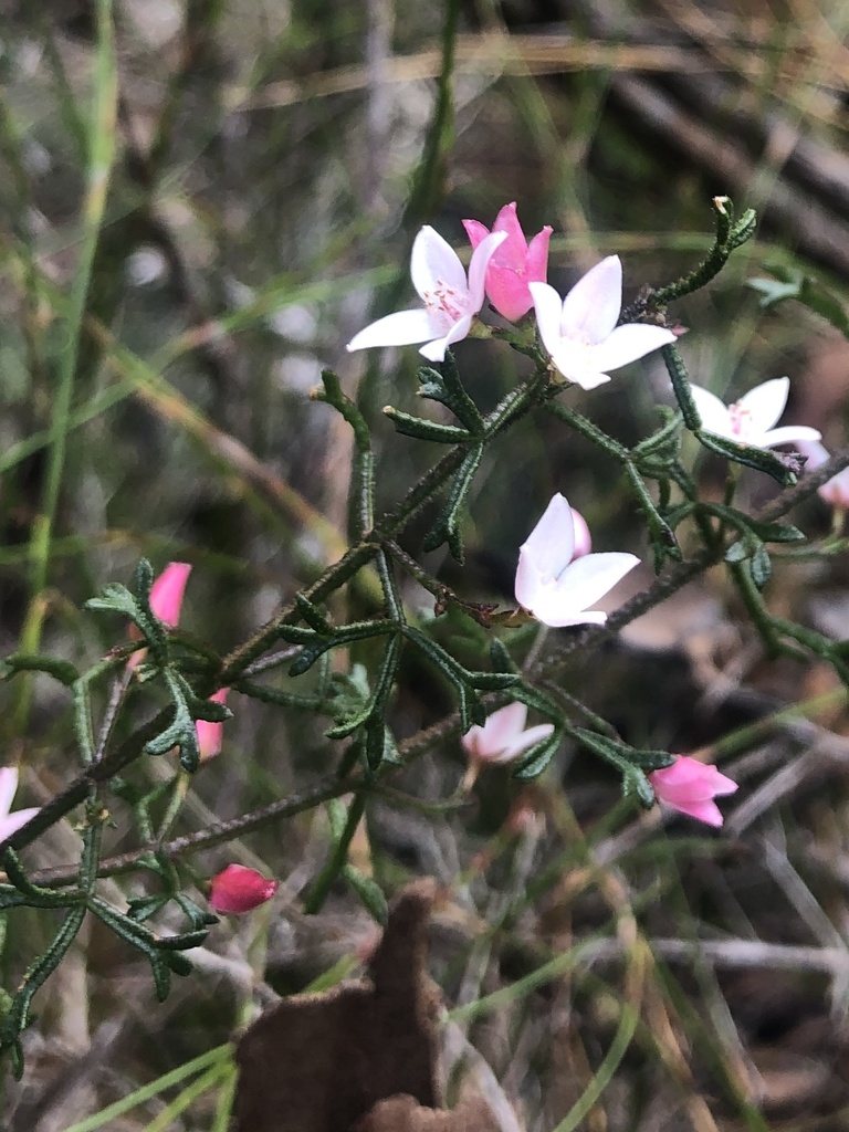 Sticky Boronia from Brisbane Water National Park, Somersby, NSW, AU on ...