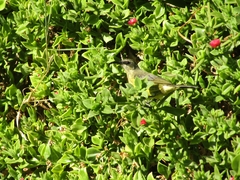 Nectarinia kilimensis