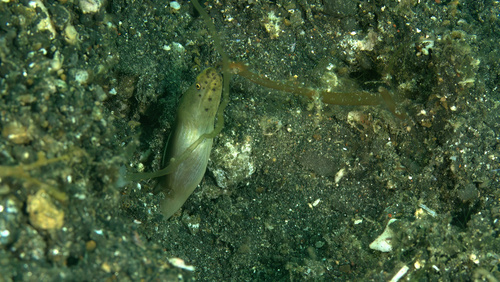 Echidna amblyodon