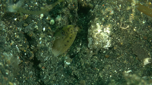 Bluntspotted moray (Echidna amblyodon) — Muraenidae