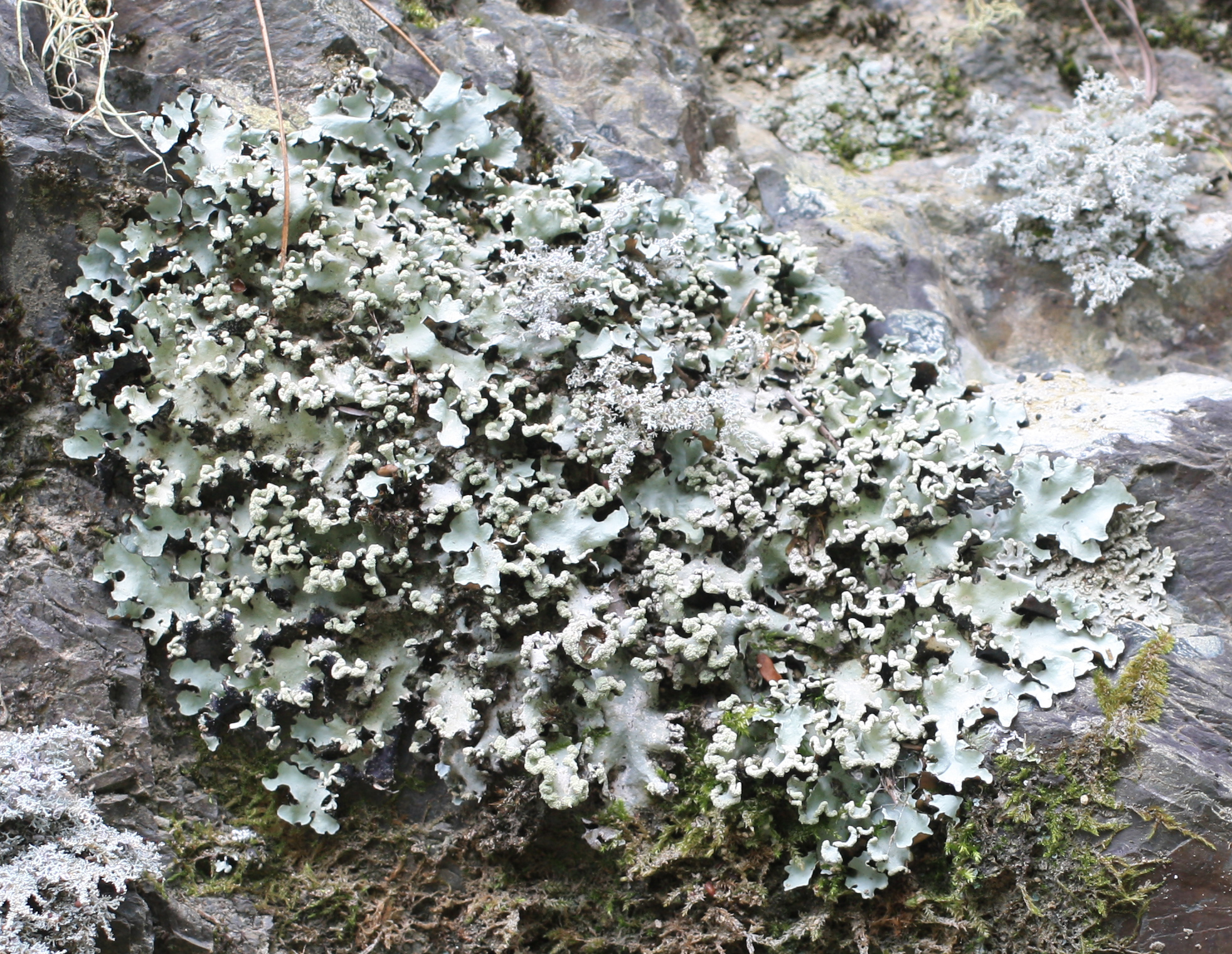 Parmotrema perlatum image