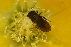 Calloceratina