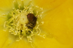 Calloceratina
