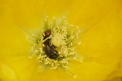 Calloceratina