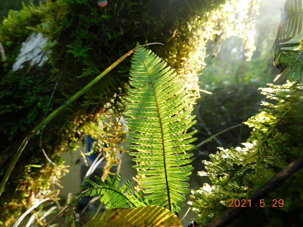 Pecluma filicula