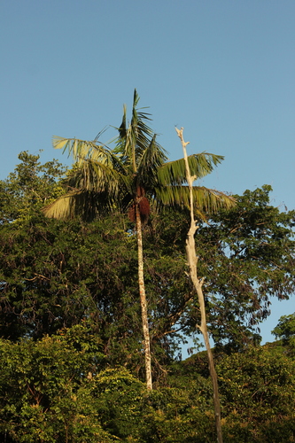 Oenocarpus bataua - Leaves