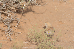 Curruca deserti