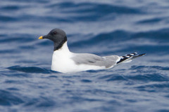 Sabine's Gull photo 5
