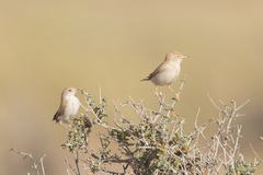 Curruca deserti
