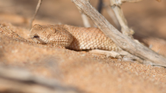 Cerastes vipera