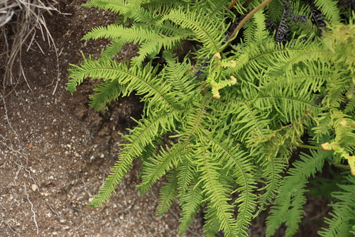 Image of Sticherus umbraculifer by (c) Tony Rebelo, some rights reserved (CC BY-SA)
