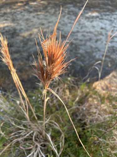 Andropogon glomeratus iNat (2)