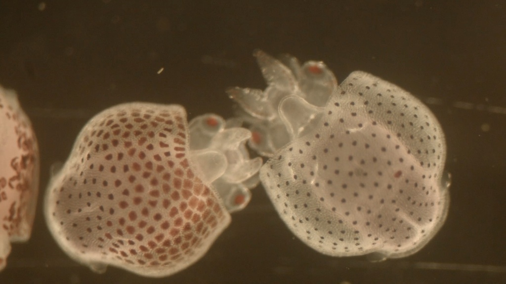 Diamondback squid