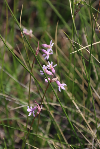Image of Poets Garlic (Tulbaghia coddii) by (c) Tony Rebelo, some rights reserved (CC BY-SA)