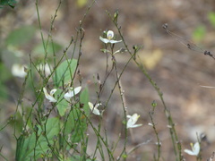 Carlowrightia arizonica
