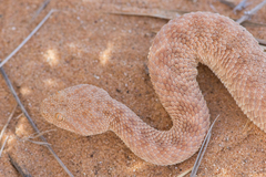 Cerastes vipera