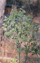 Baptisia nuttalliana
