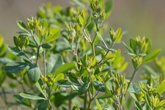 Baptisia nuttalliana