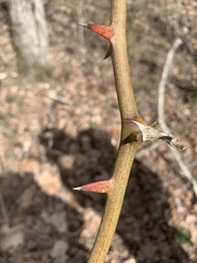 Smilax glauca