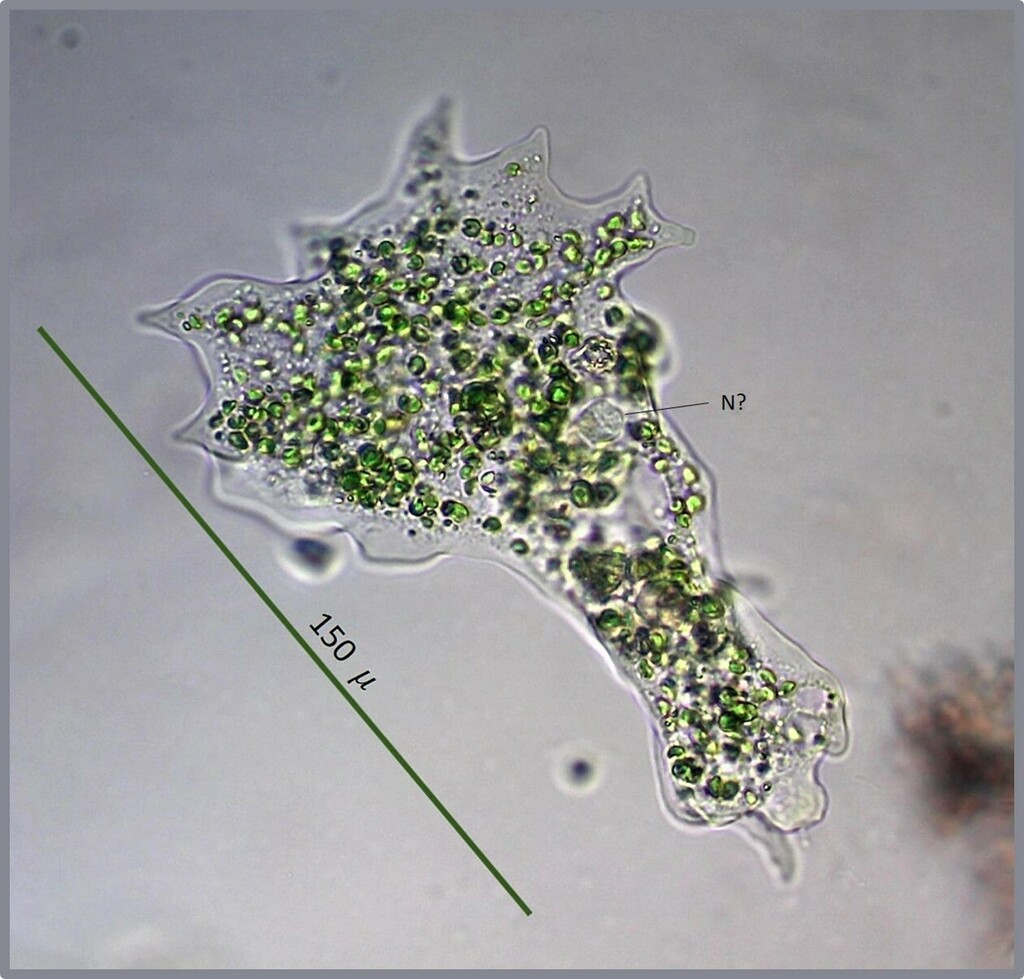 Mayorella viridis from Ledyard, CT, USA - Lantern Hill Pond on October ...