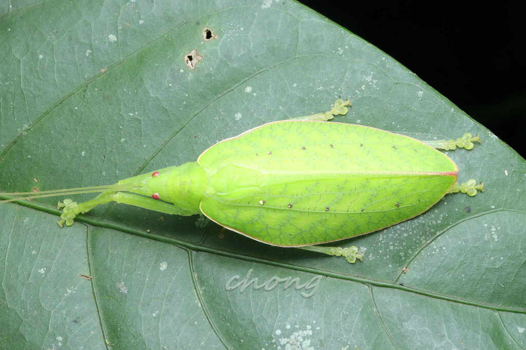 Phyllomimus unicolor from Kinabalu Park, Ranau, Sabah, 马来西亚 on July 19 ...