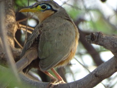 Morococcyx erythropygus