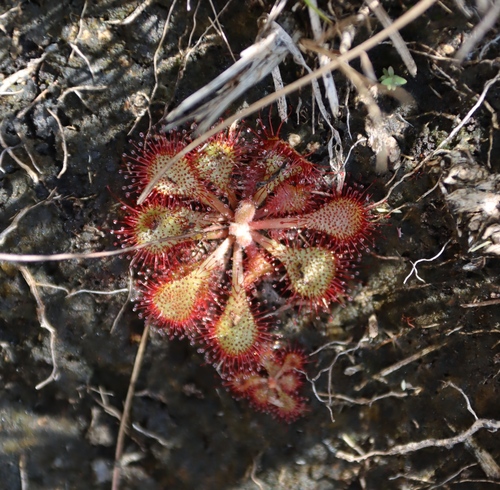 Image of Drosera dielsiana by (c) Tony Rebelo, some rights reserved (CC BY-SA)