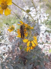 Polistes comanchus navajoe