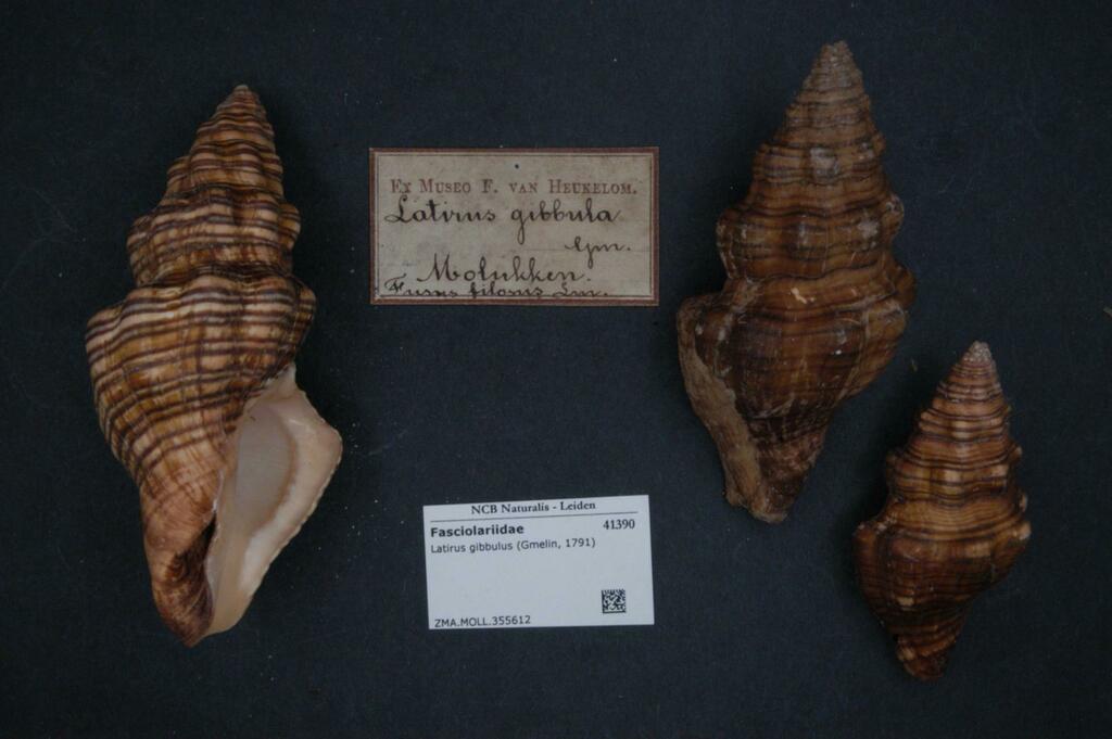 Latirus gibbulus