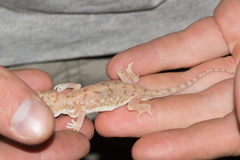 Stenodactylus petrii