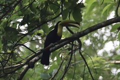 Ramphastos sulfuratus image