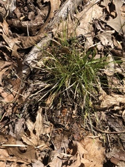 Carex cherokeensis