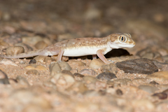 Stenodactylus petrii