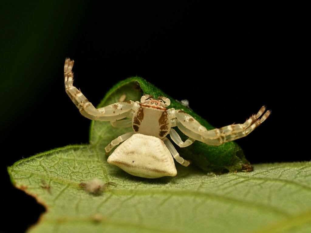 Thomisus hunanensis