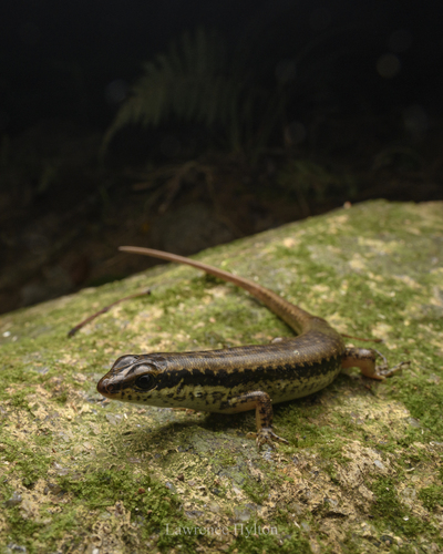 Brown Forest Skink, Sphenomorphus incognitus
