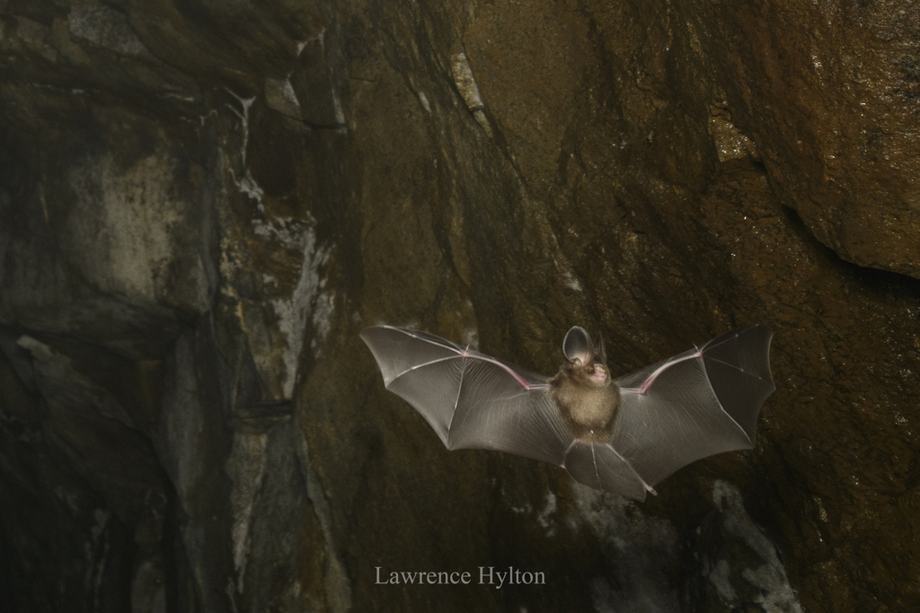 Andersen’s Roundleaf Bat