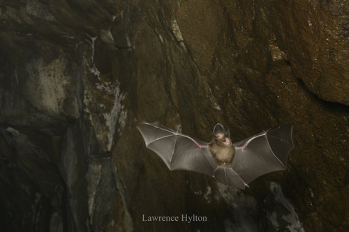 Andersen’s Roundleaf Bat
