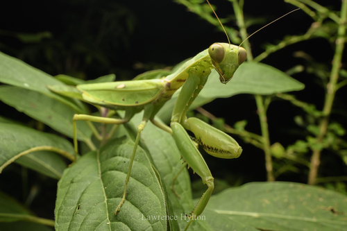 Giant Asian Mantis