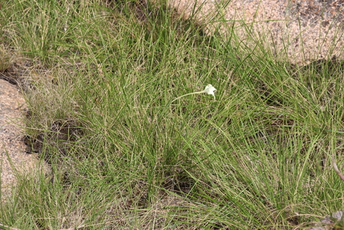 Image of Gladiolus longicollis by (c) Tony Rebelo, some rights reserved (CC BY-SA)