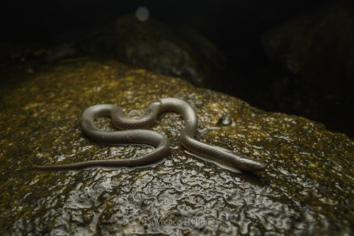 Anderson's Mountain Keelback