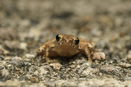 Romer's Treefrog, Liuixalus romeri
