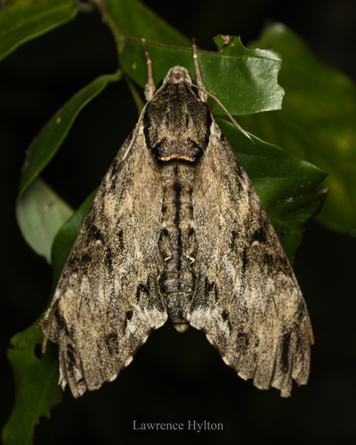 Psilogramma discistriga