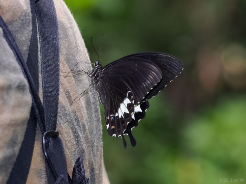 Papilio albinus
