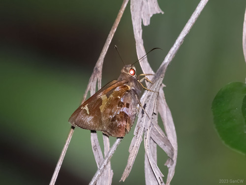 Hewitsoniella migonitis