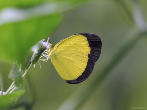 Broad Margined Grass Yellow